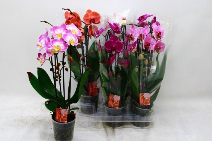 <h4>PHAL EL CASCADE</h4>