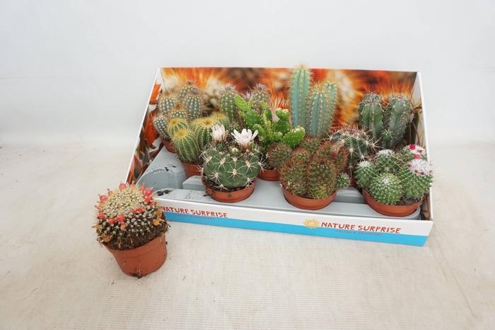 <h4>CACTUS GEM</h4>