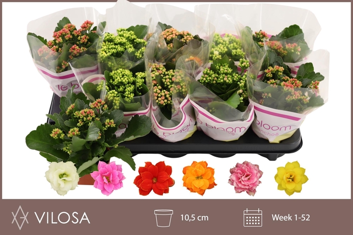 <h4>KAL GE GEM 6 KL</h4>