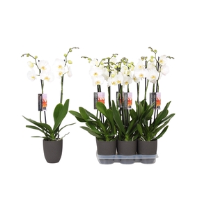 Phalaenopsis White, 2-spike Antracite Ceramics