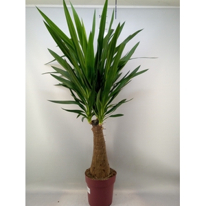 Yucca elephantipes   ...