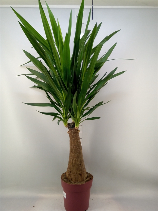 <h4>Yucca elephantipes   ...</h4>