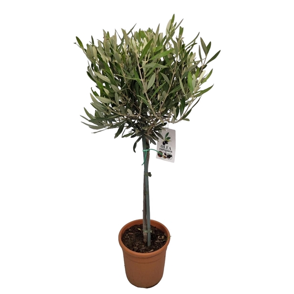 <h4>Olea Europaea Stem - 1241</h4>