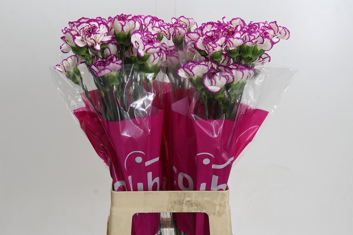 <h4>Dianthus St Kino</h4>