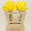 Calla Gold Label