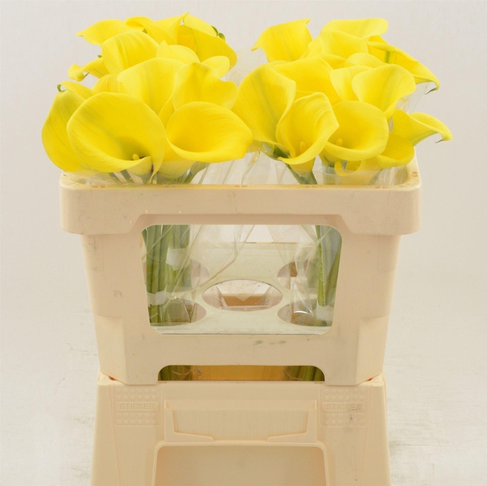 <h4>Calla Gold Label</h4>