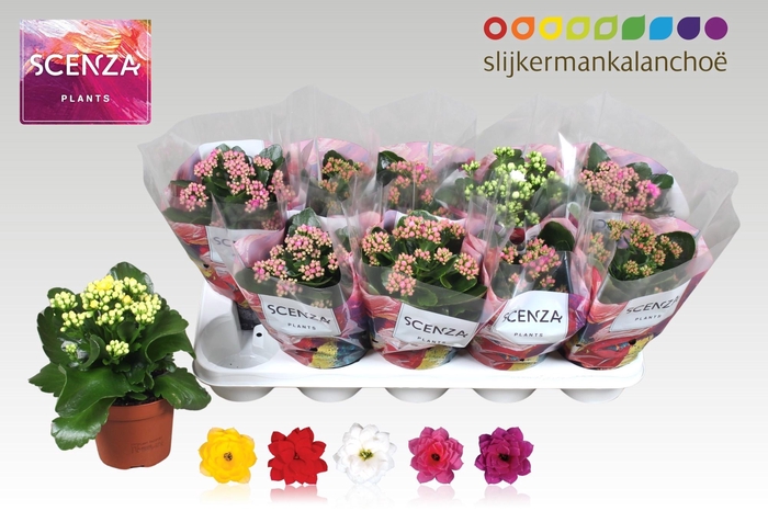 <h4>KAL GE GEM 5 KL</h4>