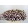 Chamelaucium Dancing Queen