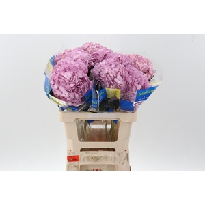 Hydr Classic Lavender Tinted Select