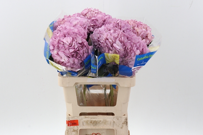 <h4>Hydr Classic Lavender Tinted Select</h4>