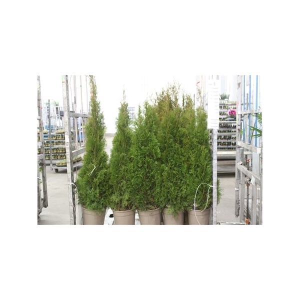 <h4>Thuja O Smaragd</h4>