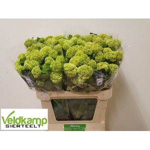 VIBURNUM ROSEUM ST