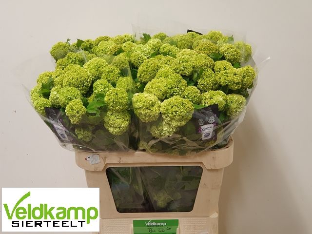 <h4>VIBURNUM ROSEUM ST</h4>