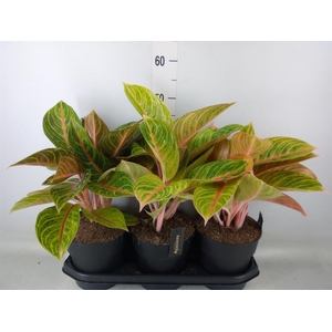 Aglaonema   ...