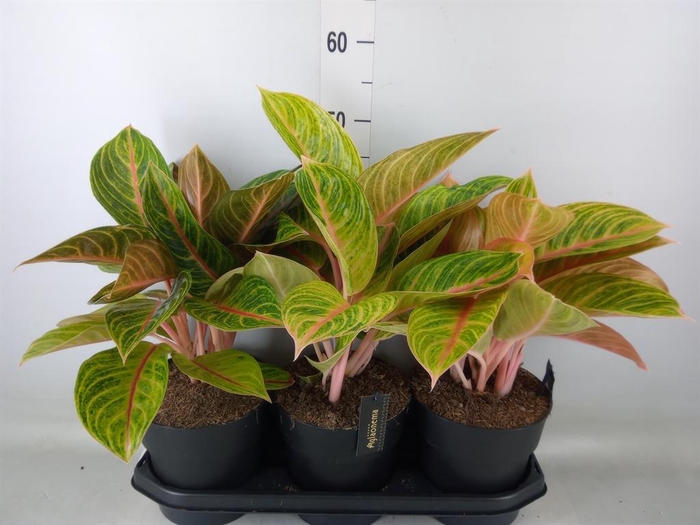 <h4>Aglaonema ...</h4>