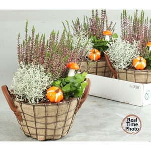 ARR TUINPLANTEN