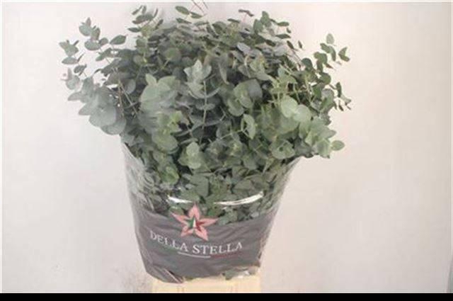 <h4>EUC CINEREA PER BOS</h4>