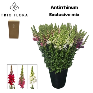 ANTIR Exclusive mix Aqua Box 120