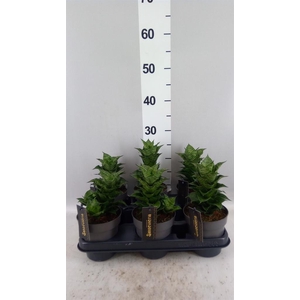 Sansevieria   ...