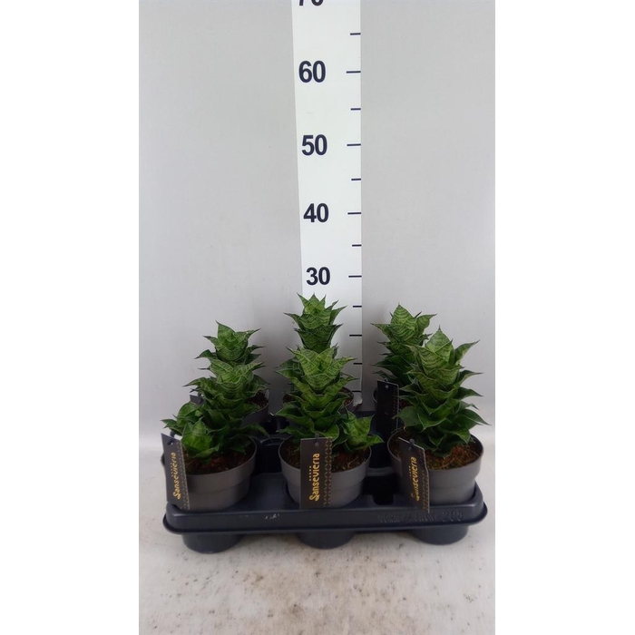<h4>Sansevieria ...</h4>