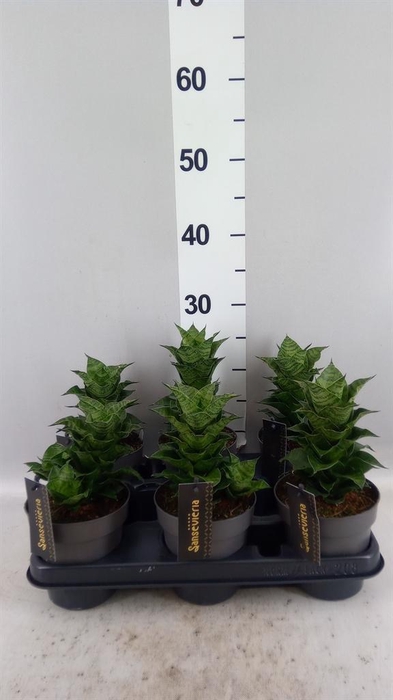 Sansevieria   ...
