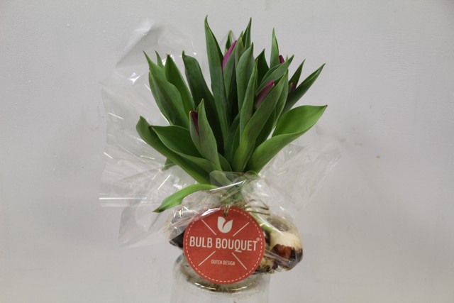 Tulipa sheaf purple x10