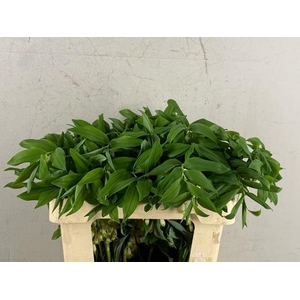 Polygonatum Multiflo