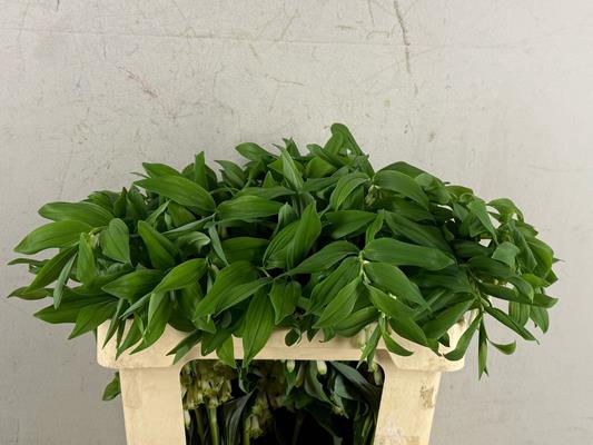 <h4>Polygonatum Multiflo</h4>
