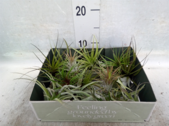 Tillandsia