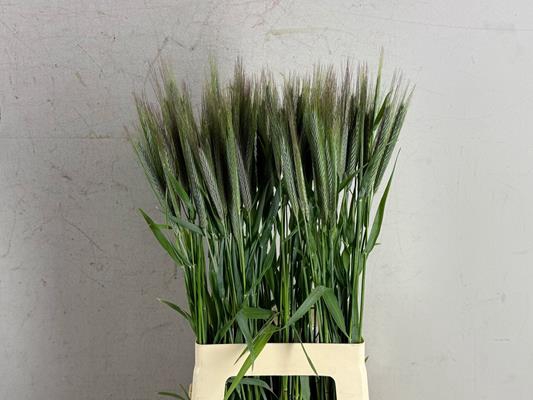 <h4>Gras Winterrogge</h4>