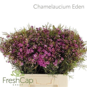 Chame Eden