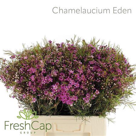 <h4>Chame Eden</h4>