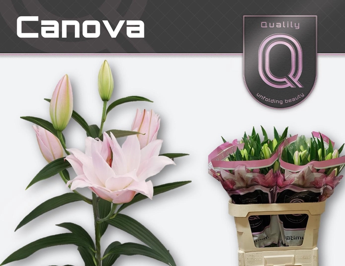 <h4>LI OR DU CANOVA 3+</h4>