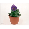 Viola wr. 'Delta True Blue'