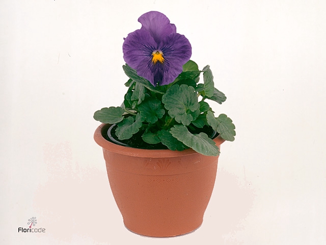 Viola wr. 'Delta True Blue'