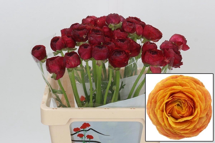 <h4>RANUNCULUS OV</h4>