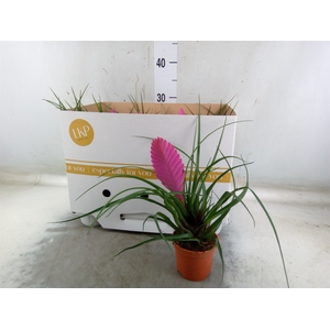 Tillandsia cyanea 'Vincent'