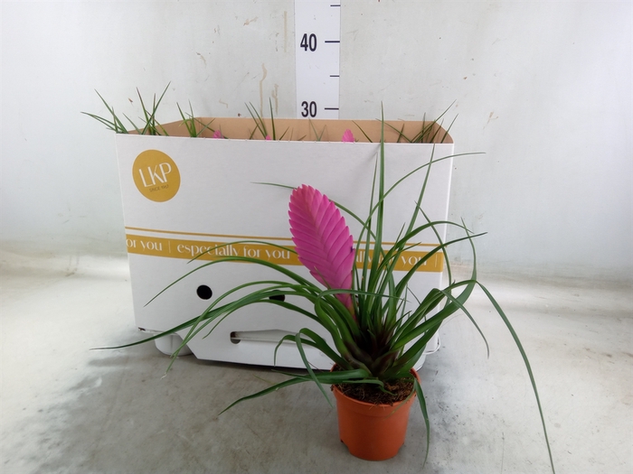 <h4>Tillandsia cyanea 'Vincent'</h4>