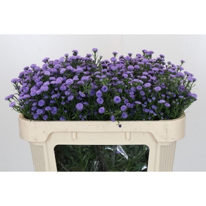 Aster Baby Blue