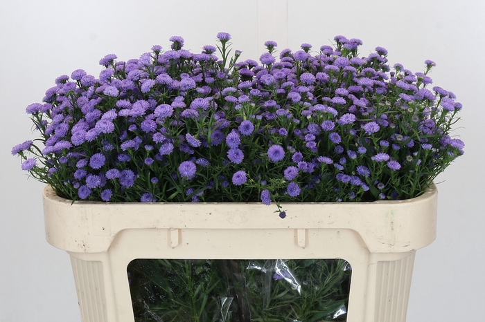 <h4>Aster Baby Blue</h4>