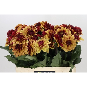 Dahlia Creme de Cognac