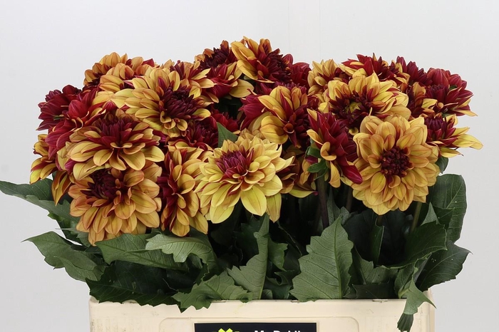 <h4>Dahlia Creme de Cognac</h4>