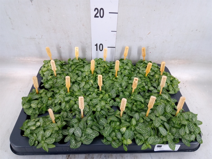 <h4>Fittonia verschaf.</h4>