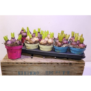 arr8 Hyacin Gem 3 Kl