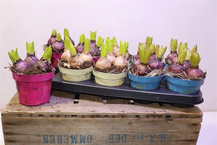 <h4>arr8 Hyacin Gem 3 Kl</h4>