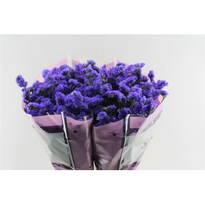 Lim S Navy Sun Birds