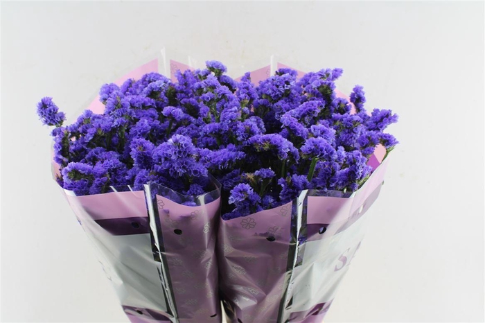 <h4>Lim S Navy Sun Birds</h4>