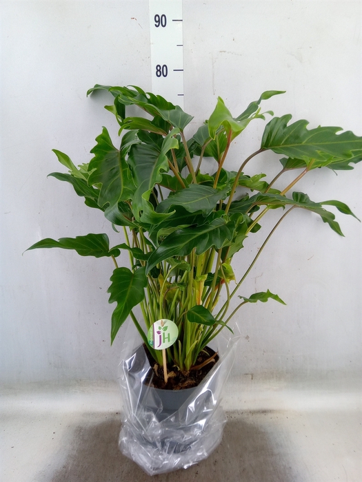 <h4>Philodendron  'Xanadu'</h4>