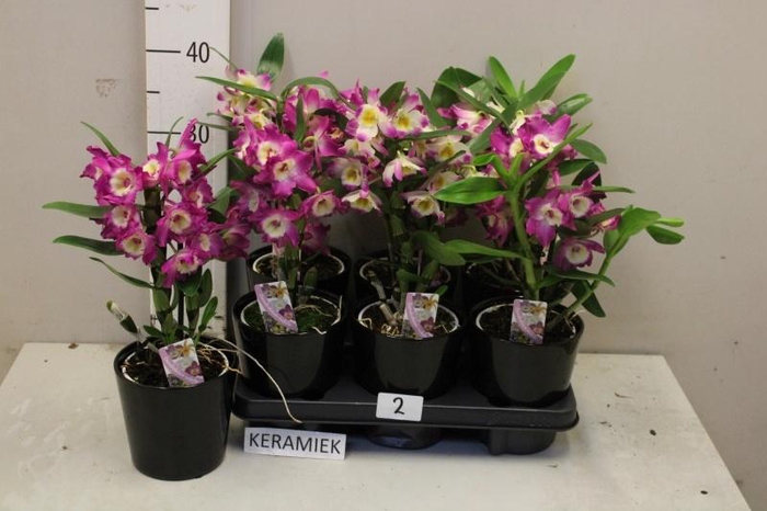 <h4>DEND NOBILE</h4>