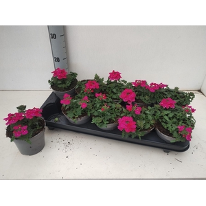 VERBE T HOT PINK